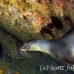 lion_sea_galapagos_cou_h_0108_ecu1199.jpg